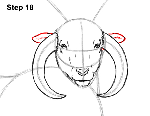 How to Draw Jacob Sheep Four Horns Ram 18