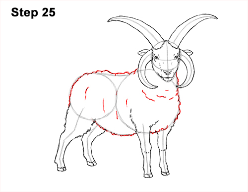 How to Draw Jacob Sheep 25 How to Draw Jacob Sheep Four Horns Ram 25