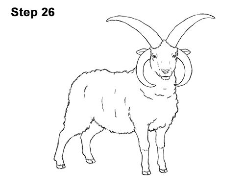 How to Draw Jacob Sheep 26 How to Draw Jacob Sheep Four Horns Ram 26