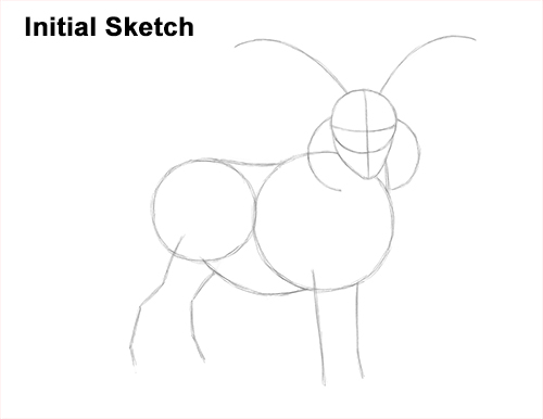 How to Draw Jacob Sheep Four Horns Ram Guide Lines