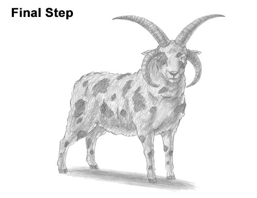 How to Draw Jacob Sheep How to Draw Jacob Sheep Four Horns Ram
