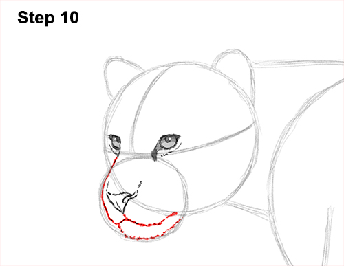 Draw Jaguar Big Cat 10