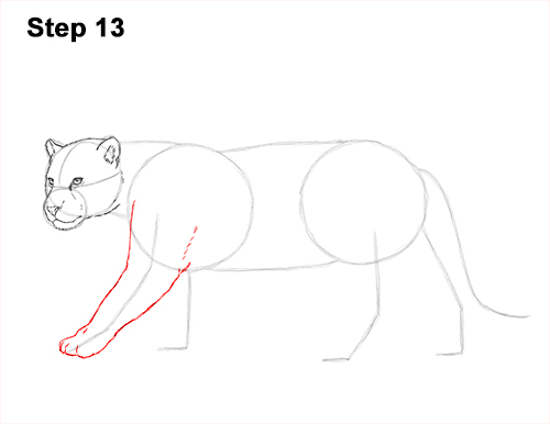 Draw Jaguar Big Cat 13