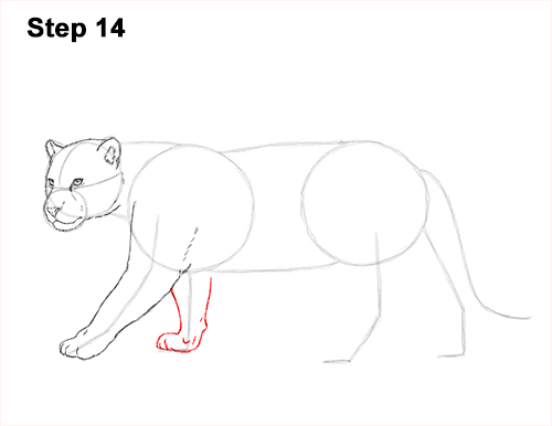 Draw Jaguar Big Cat 14