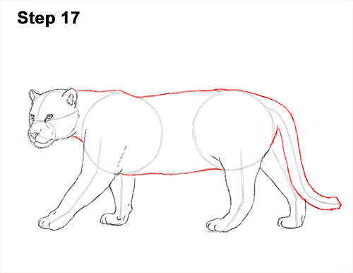 Draw Jaguar Big Cat 17
