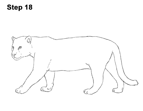 Draw Jaguar Big Cat 18