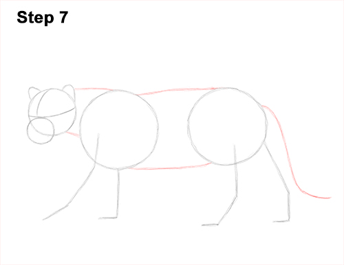 Draw Jaguar Big Cat 7