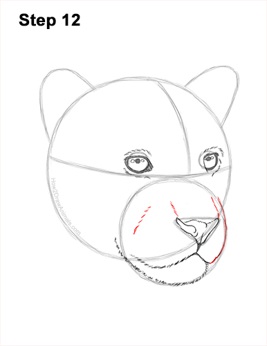 Draw a Jaguar Head 12 How to Draw a Jaguar Head Portrait Face 12