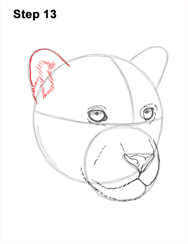 Draw a Jaguar Head 13 How to Draw a Jaguar Head Portrait Face 13