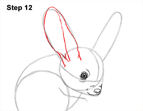 How to Draw Long-Eared Jerboa 12