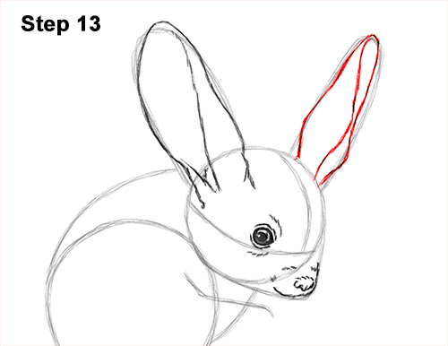 How to Draw Long-Eared Jerboa 13