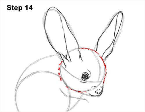 How to Draw Long-Eared Jerboa 14