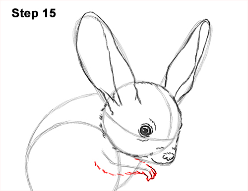 How to Draw Long-Eared Jerboa 15