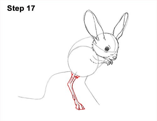 How to Draw Long-Eared Jerboa 17