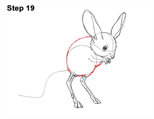 How to Draw Long-Eared Jerboa 19