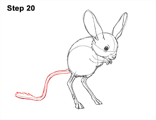 How to Draw Long-Eared Jerboa 20