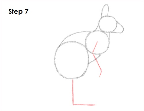 Draw Kangaroo 7