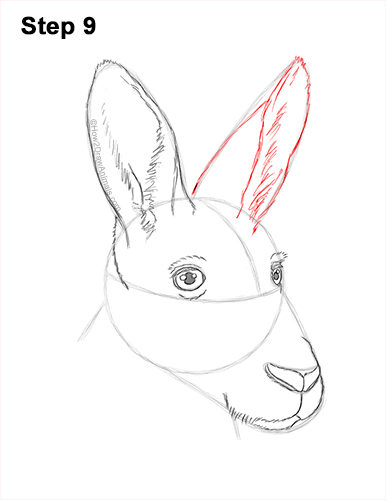 How to Draw a Red Kangaroo Head Portrait Face 9