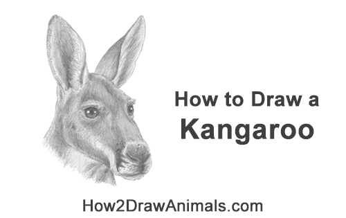 How to Draw a Red Kangaroo Head Portrait Face