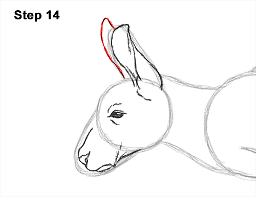 How to Draw a Red Kangaroo Jumping Hopping Leaping 14