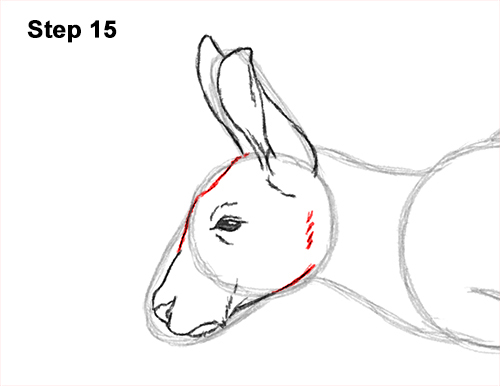 How to Draw a Red Kangaroo Jumping Hopping Leaping 15