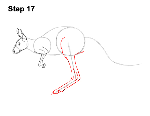 How to Draw a Red Kangaroo Jumping Hopping Leaping 17