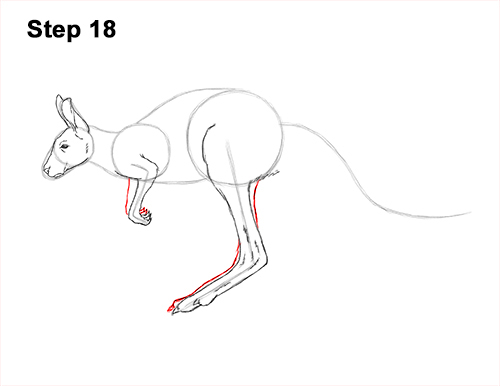 How to Draw a Red Kangaroo Jumping Hopping Leaping 18