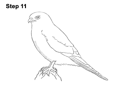 How to Draw an American Kestrel Falcon Sparrow Hawk 11