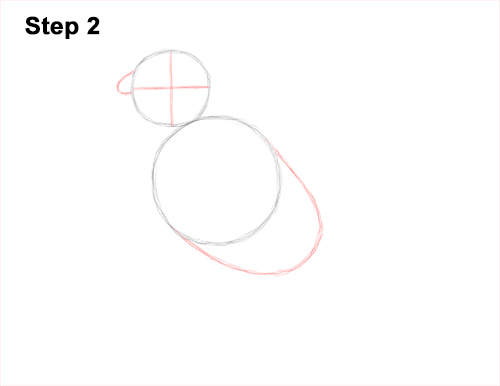 How to Draw an American Kestrel Falcon Sparrow Hawk 2