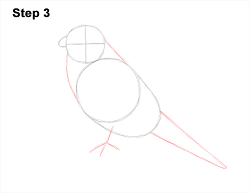 How to Draw an American Kestrel Falcon Sparrow Hawk 3