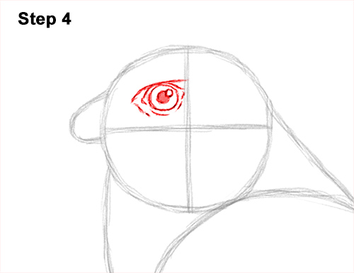 How to Draw an American Kestrel Falcon Sparrow Hawk 4