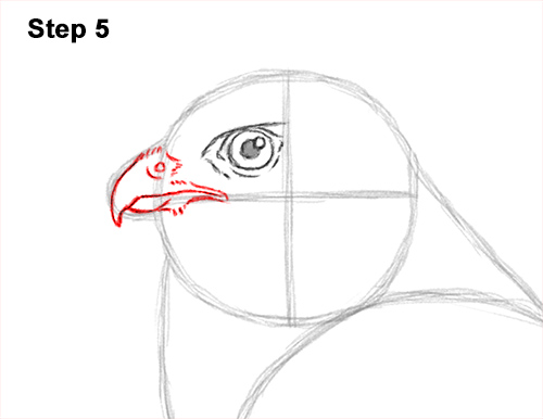 How to Draw an American Kestrel Falcon Sparrow Hawk 5