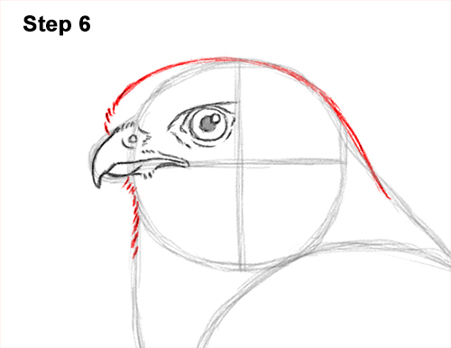 How to Draw an American Kestrel Falcon Sparrow Hawk 6