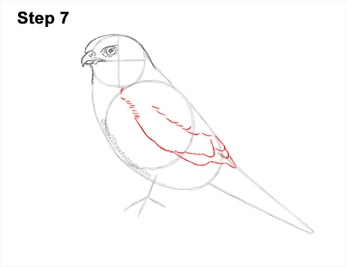 How to Draw an American Kestrel Falcon Sparrow Hawk 7