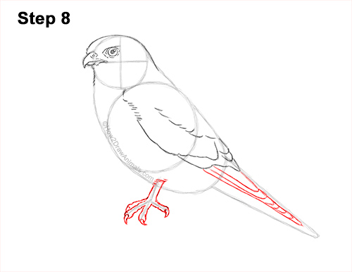 How to Draw an American Kestrel Falcon Sparrow Hawk 8