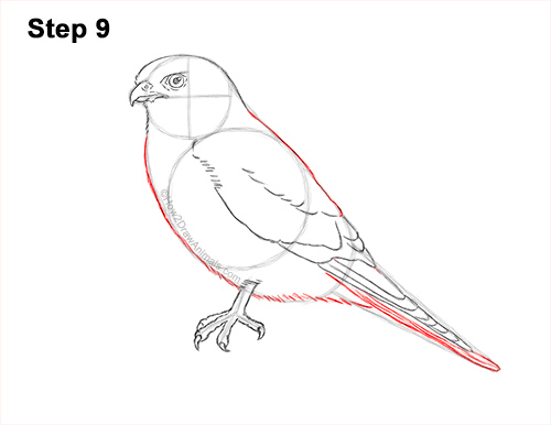 How to Draw an American Kestrel Falcon Sparrow Hawk 9