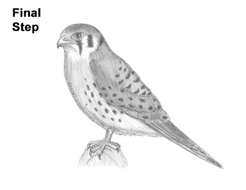 How to Draw an American Kestrel Falcon Sparrow Hawk