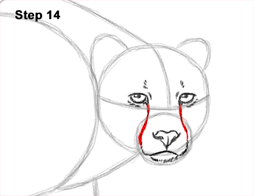 How to Draw a How to Draw a King Cheetah Walking 14