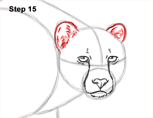Draw a King Cheetah Side 15 How to Draw a How to Draw a King Cheetah Walking 15