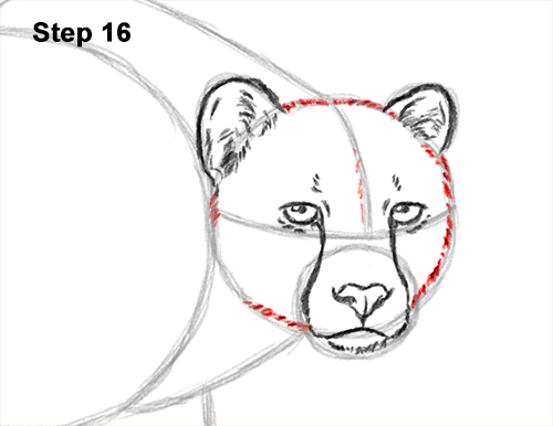 Draw a King Cheetah Side 16 How to Draw a How to Draw a King Cheetah Walking 16
