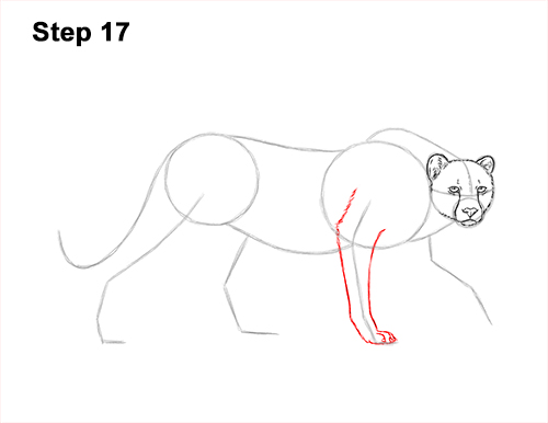 Draw a King Cheetah Side 17 How to Draw a How to Draw a King Cheetah Walking 17