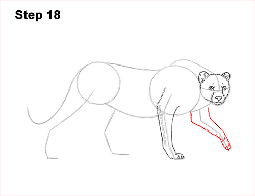 Draw a King Cheetah Side 18 How to Draw a How to Draw a King Cheetah Walking 18