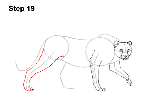 Draw a King Cheetah Side 19 How to Draw a How to Draw a King Cheetah Walking 19