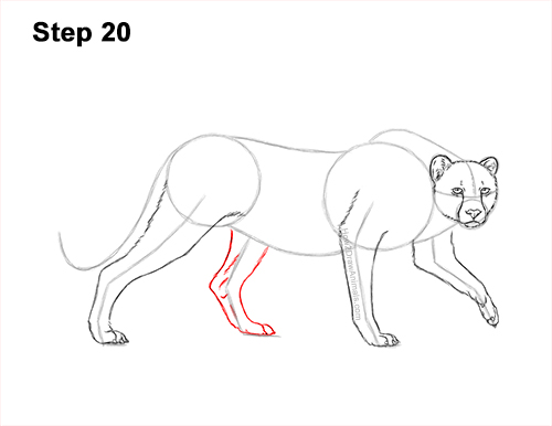 Draw a King Cheetah Side 20 How to Draw a How to Draw a King Cheetah Walking 20