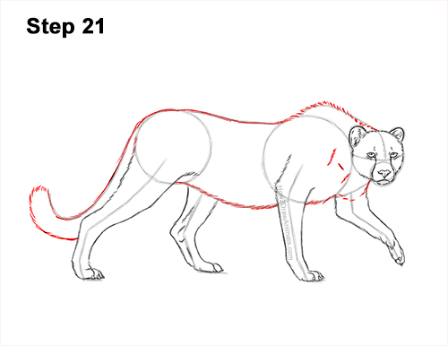 Draw a King Cheetah Side 21 How to Draw a How to Draw a King Cheetah Walking 21