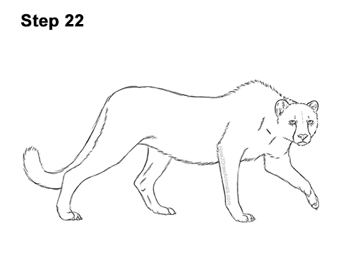 Draw a King Cheetah Side 22 How to Draw a How to Draw a King Cheetah Walking 22