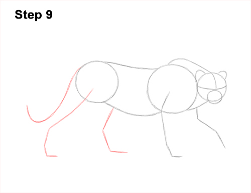 How to Draw a How to Draw a King Cheetah Walking 9