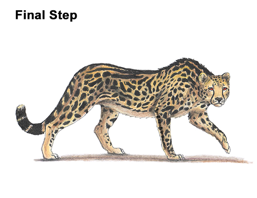 Draw a King Cheetah Side How to Draw a How to Draw a King Cheetah Color Walking