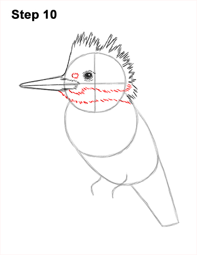 Draw a Belted Kingfisher Bird 10 How to Draw a Belted Kingfisher Female 10