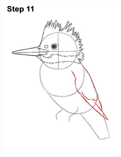 Draw a Belted Kingfisher Bird 11 How to Draw a Belted Kingfisher Female 11
